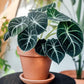 Alocasia Reginula 'Black Velvet'