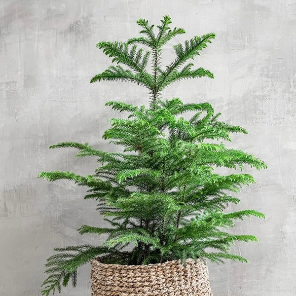 indoor pine tree plant Norfolk 'Island Pine'