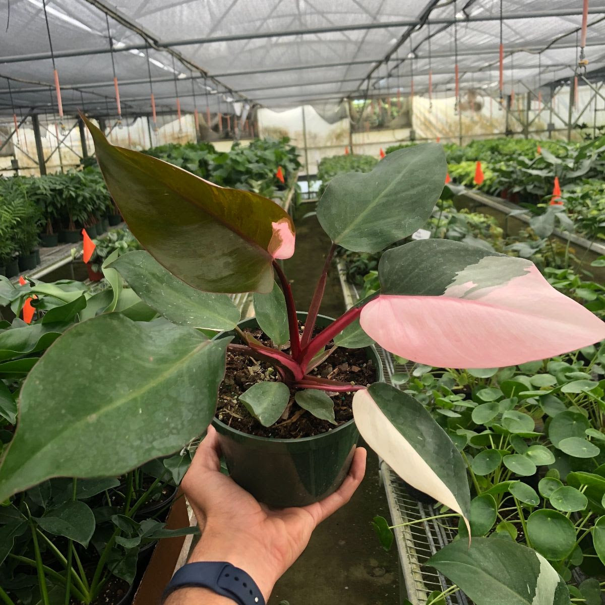 Rare Philodendron 'Pink Princess'