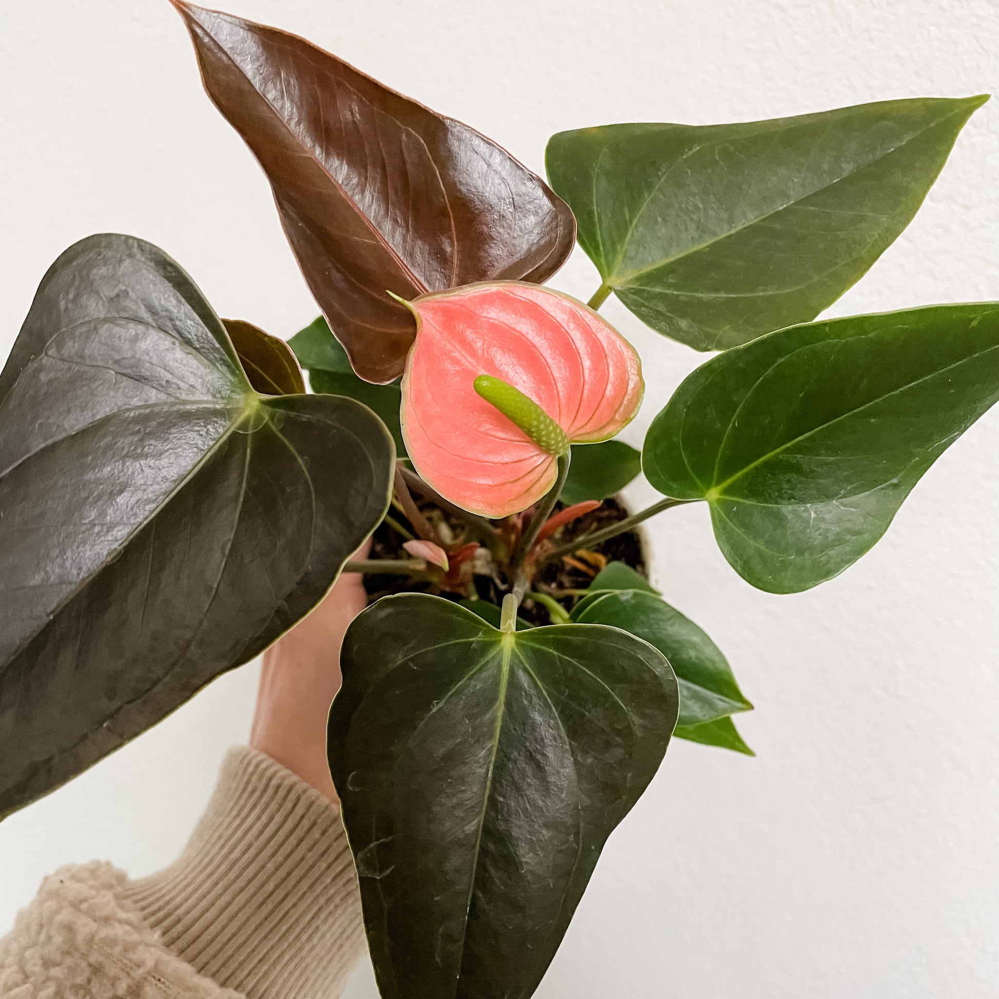 anthurium pink champion Buy Anthurium Rainbow Champion
