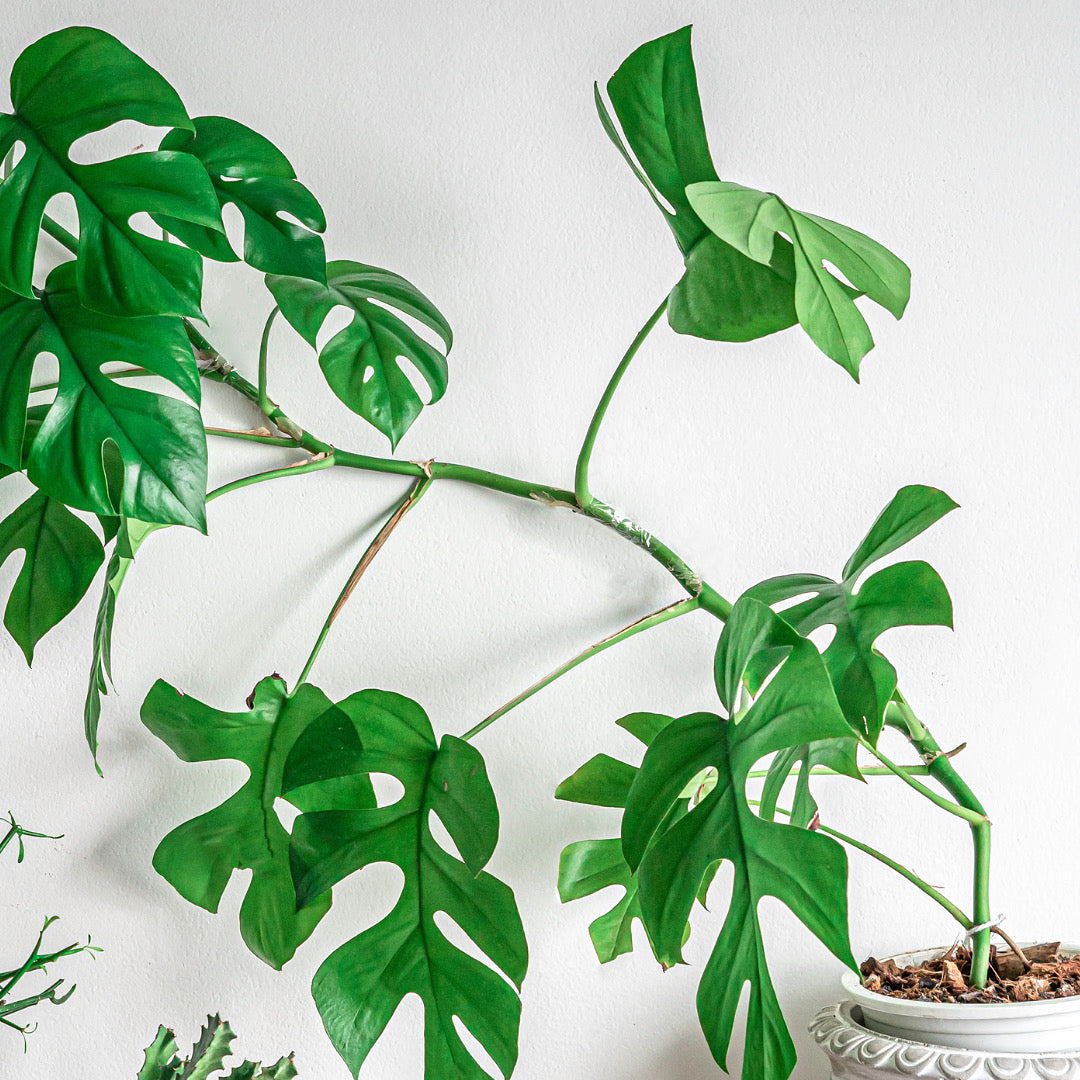 Rhaphidophora Tetrasperma | mini monstera