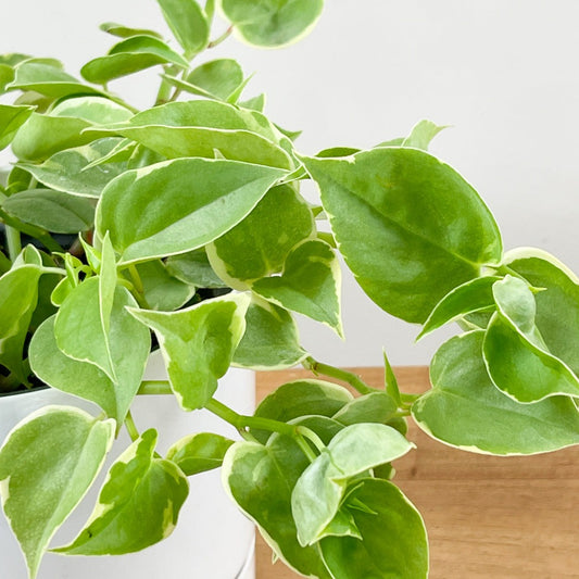 Peperomia 'Cupid' - 4" Pot