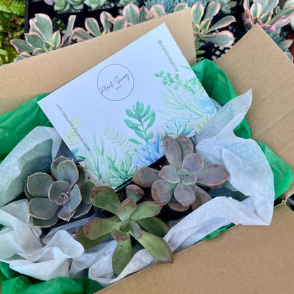 Succulent Gift Box