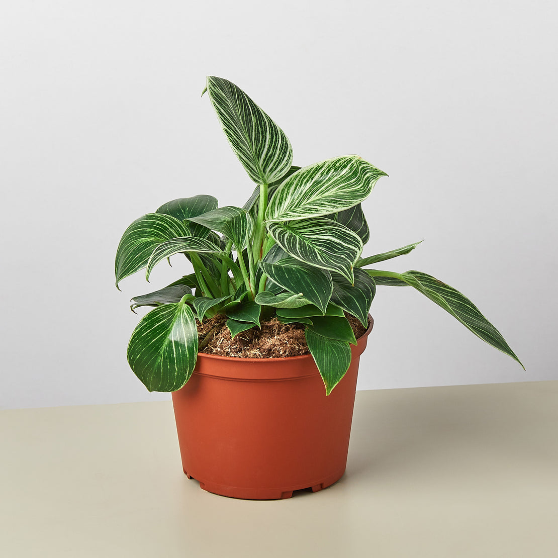 philodendron birkin houseplant 