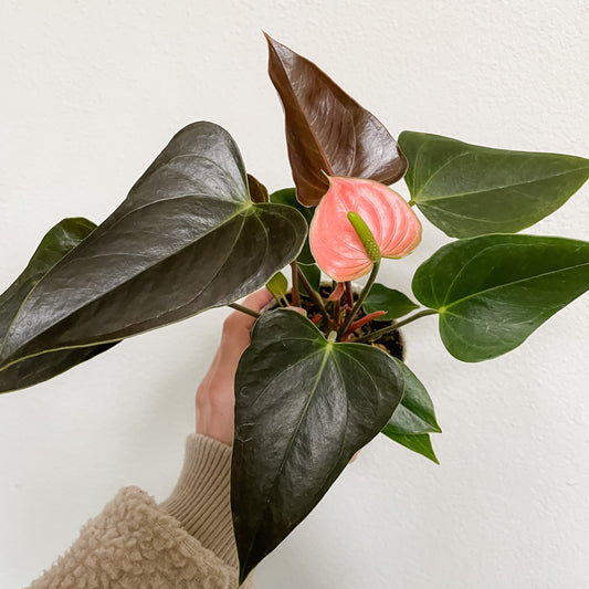 anthurium rainbow champion pink plant