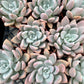 Graptoveria 'Opalina'