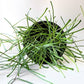 hoya retusa indoor plant online