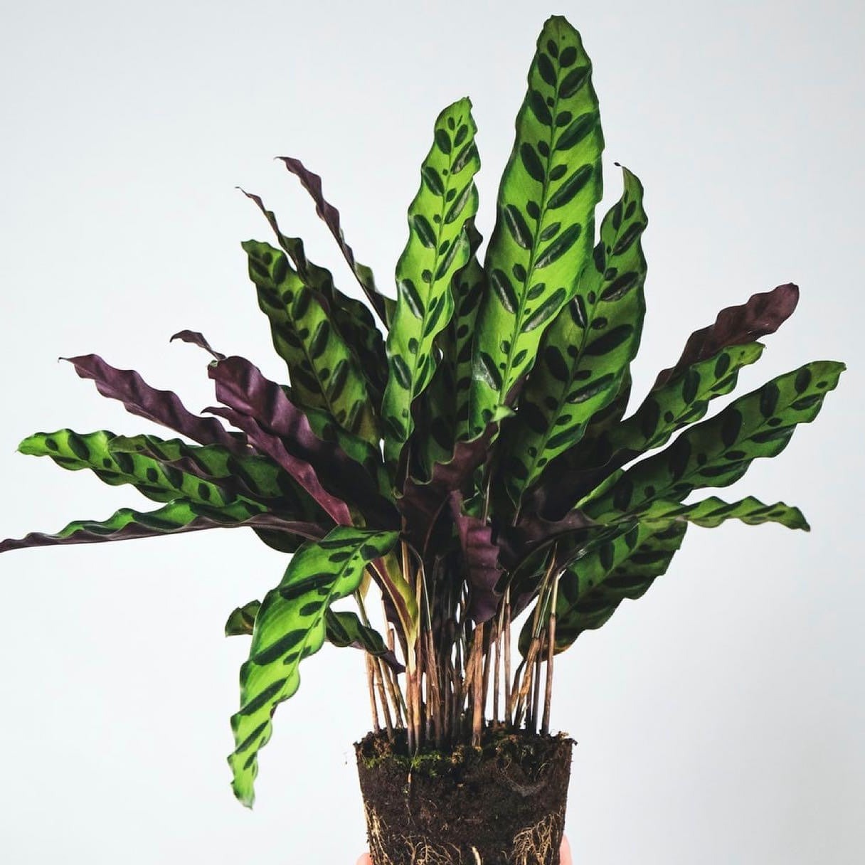 Calathea Lancifolia 'Rattlesnake'