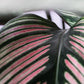 Calathea 'White Star' 4in - Plant Swag Shop 