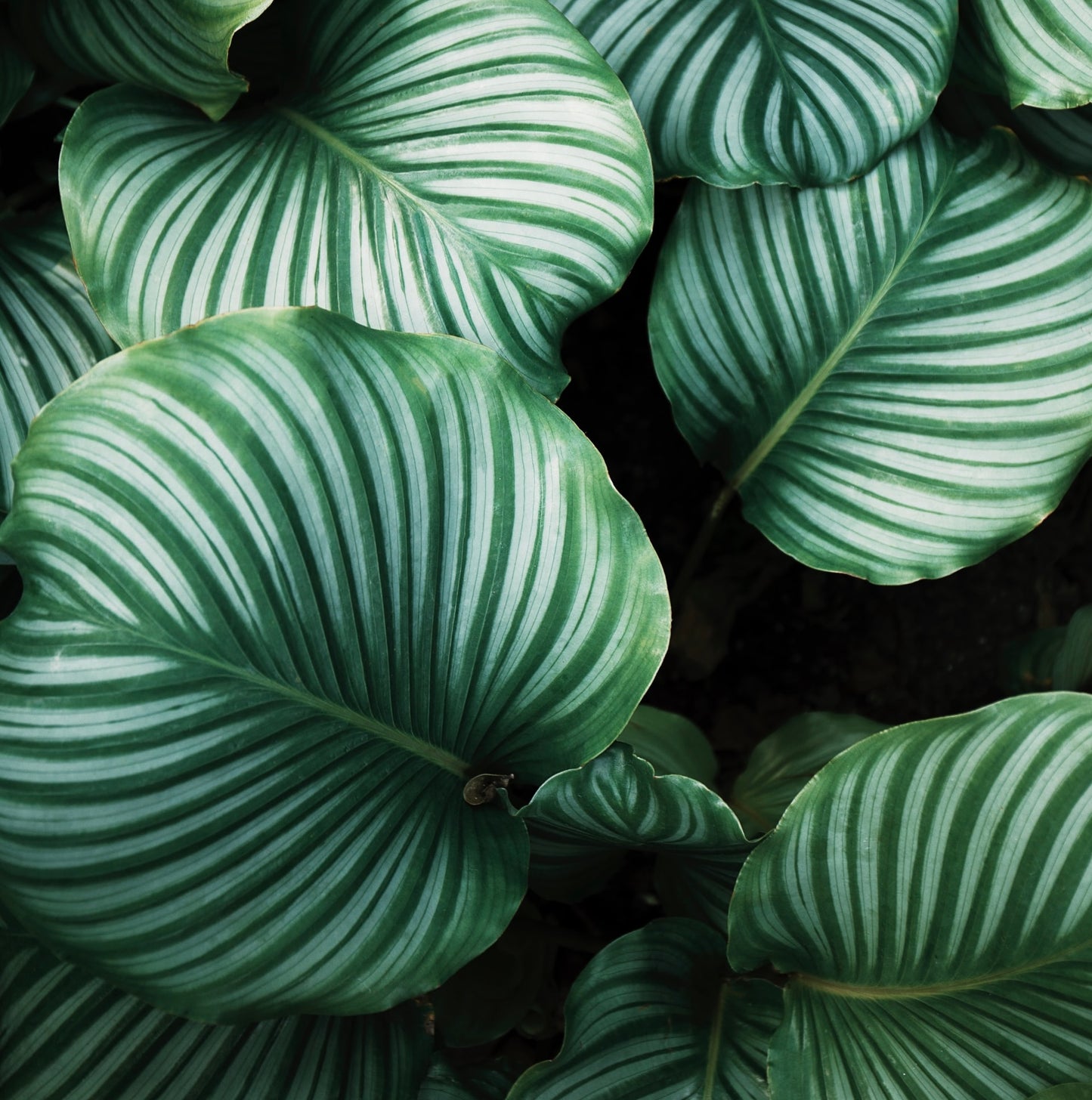 Calathea 'Orbifolia'