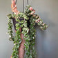 Hoya 'Rope Plant' Variegated Rare houseplant