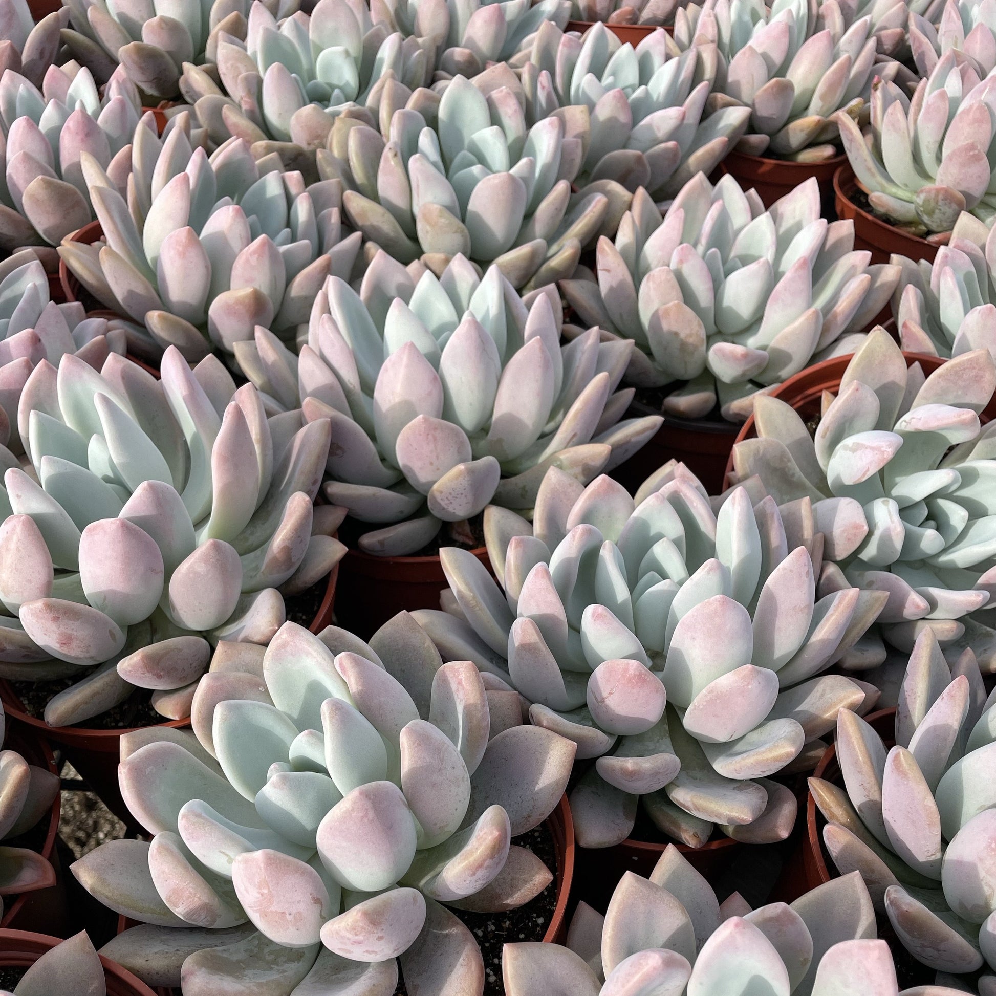 pink succulents online