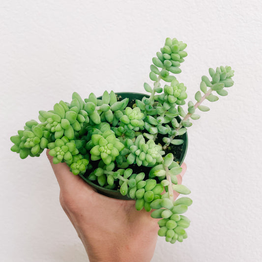 Sedum Succulent (Burros Tail)*