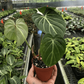 Philodendron Gloriosum 'Zebra' 