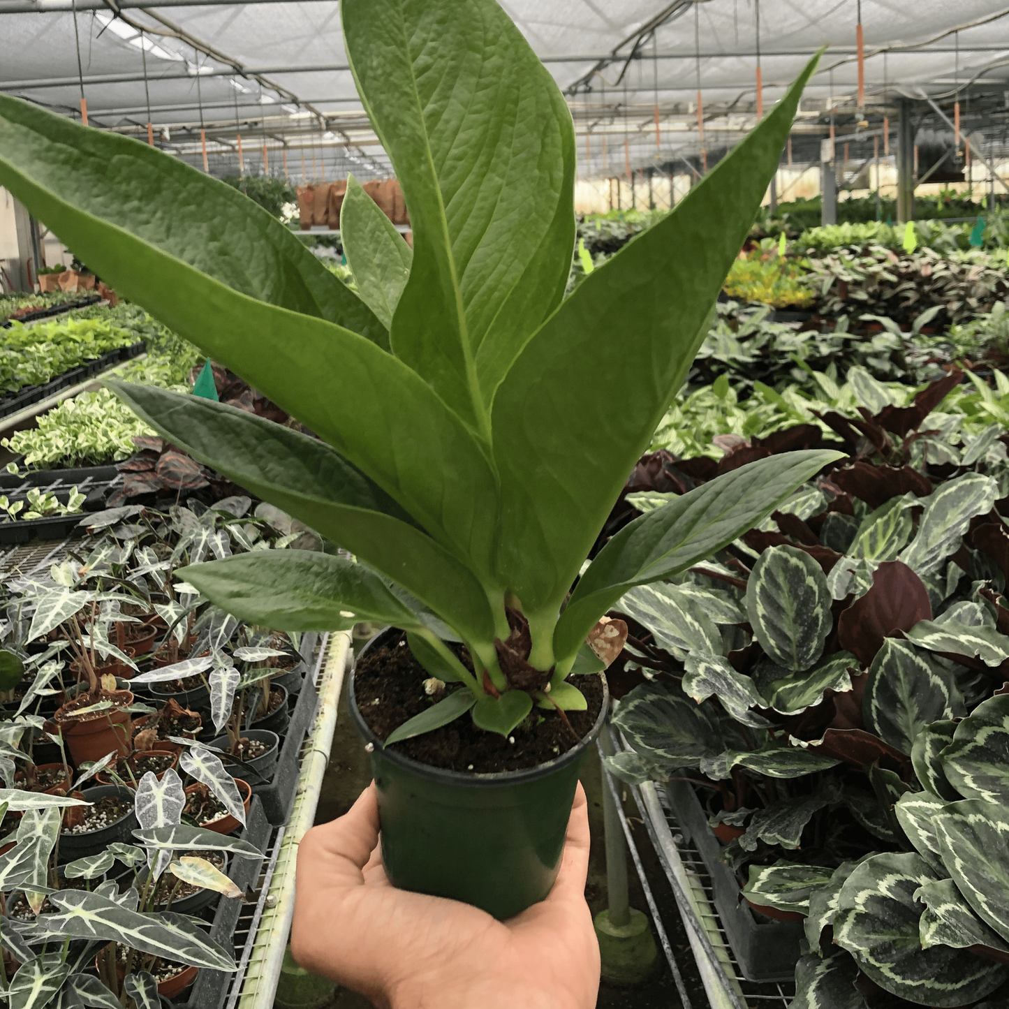 Anthurium 'Cobra' 