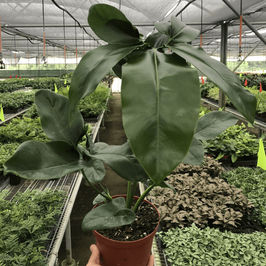 Philodendron 'Goeldii' 