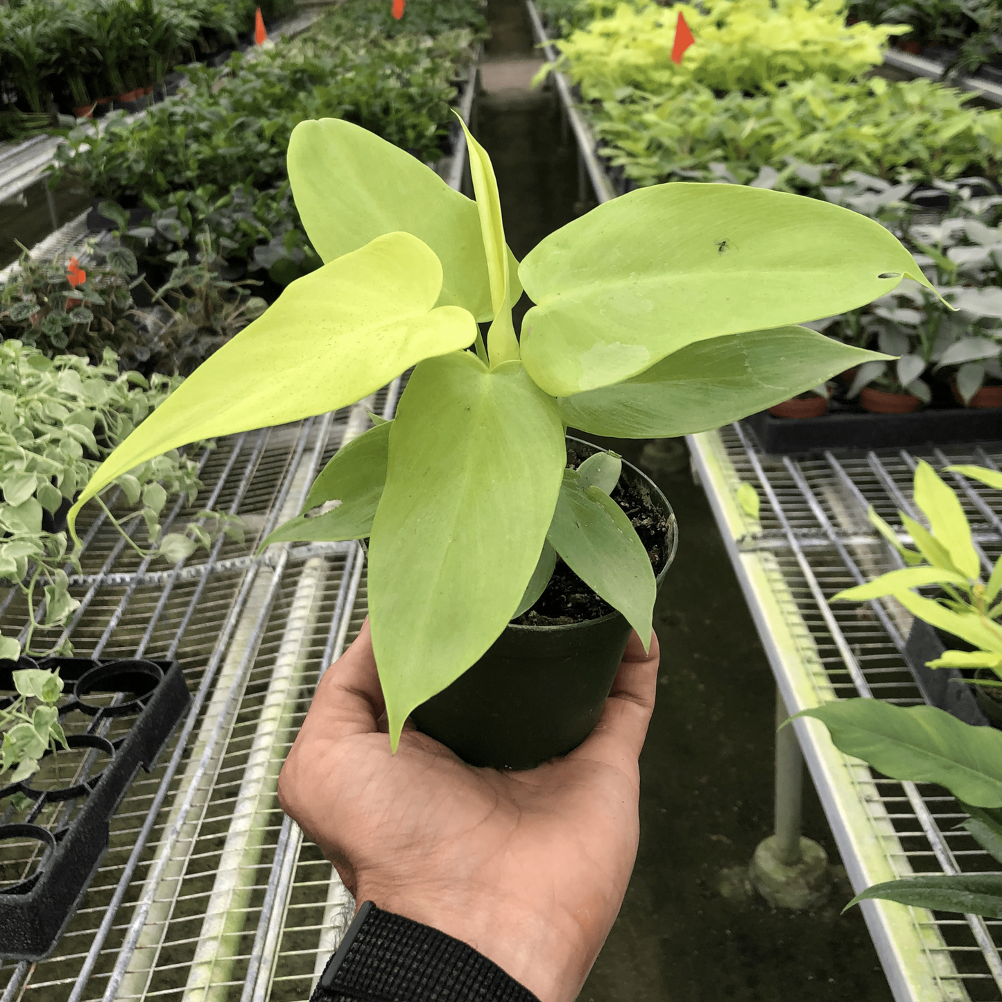 Philodendron 'Gold Violin' 