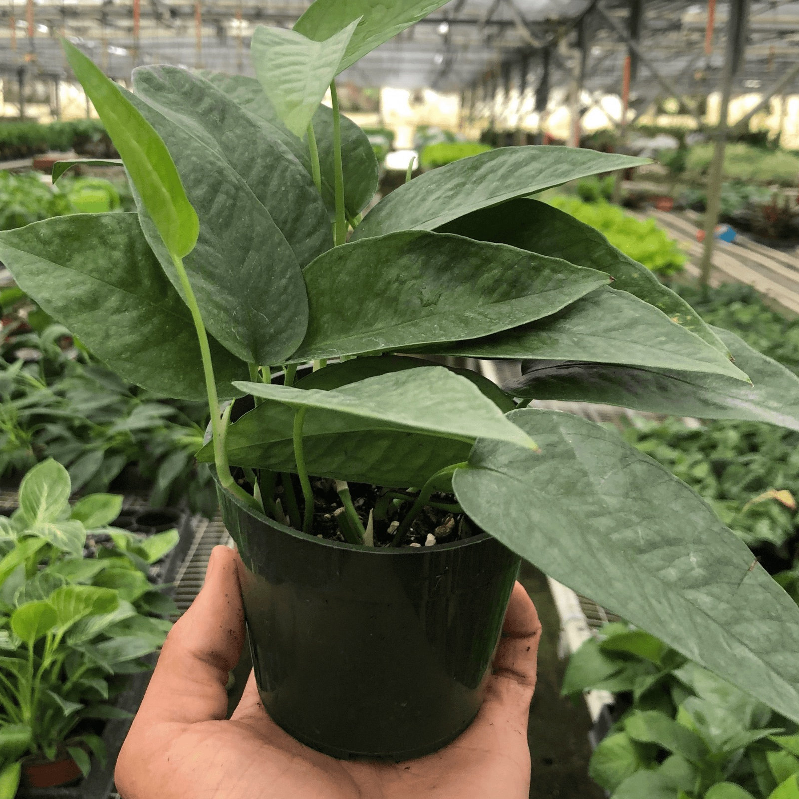 cebu blue rare houseplant