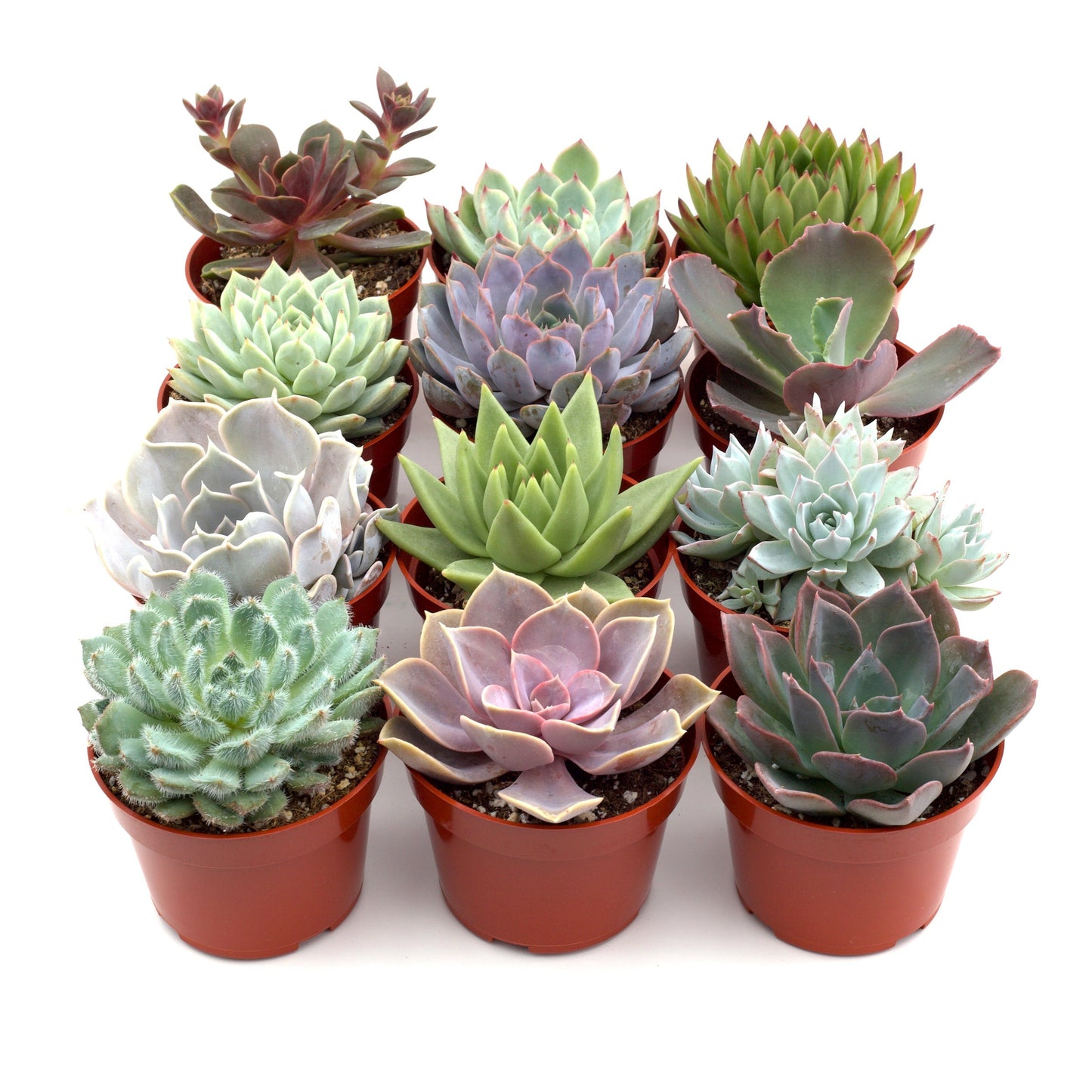 Rosette Succulent Variety Packs