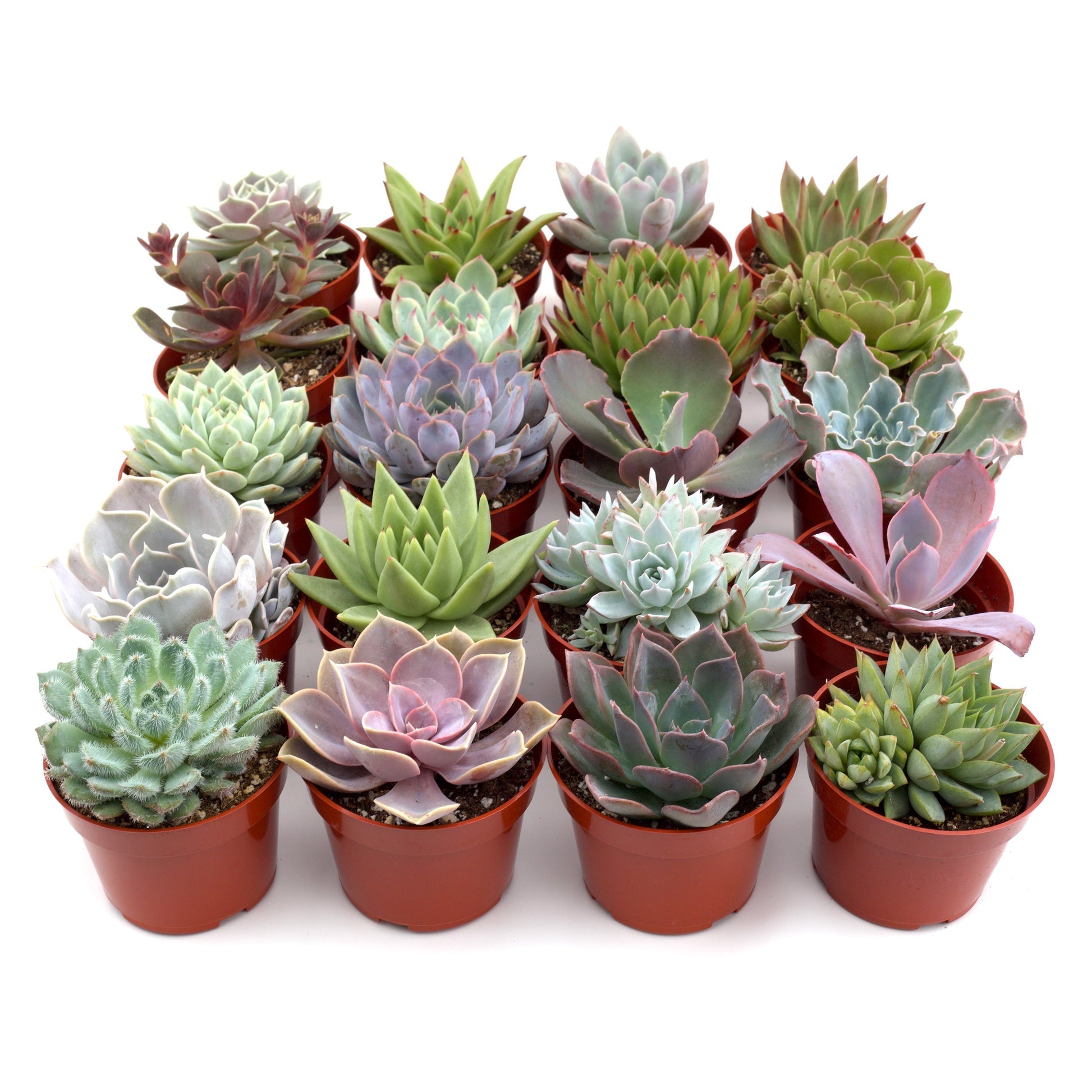 where to buy indoor succulents Buy Rosette Succulent Variety Packs