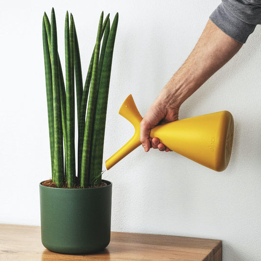 Snake Plant Cylindrica