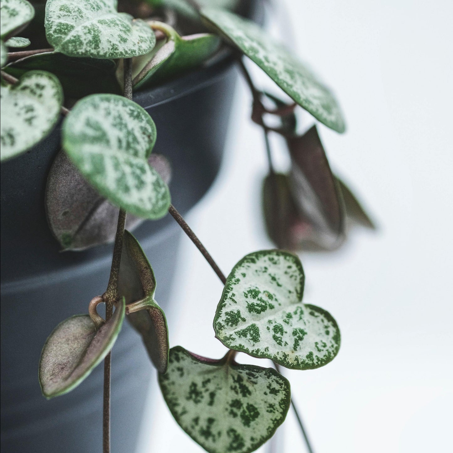 string of hearts house plant 