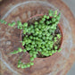string of pearls trailing house plant