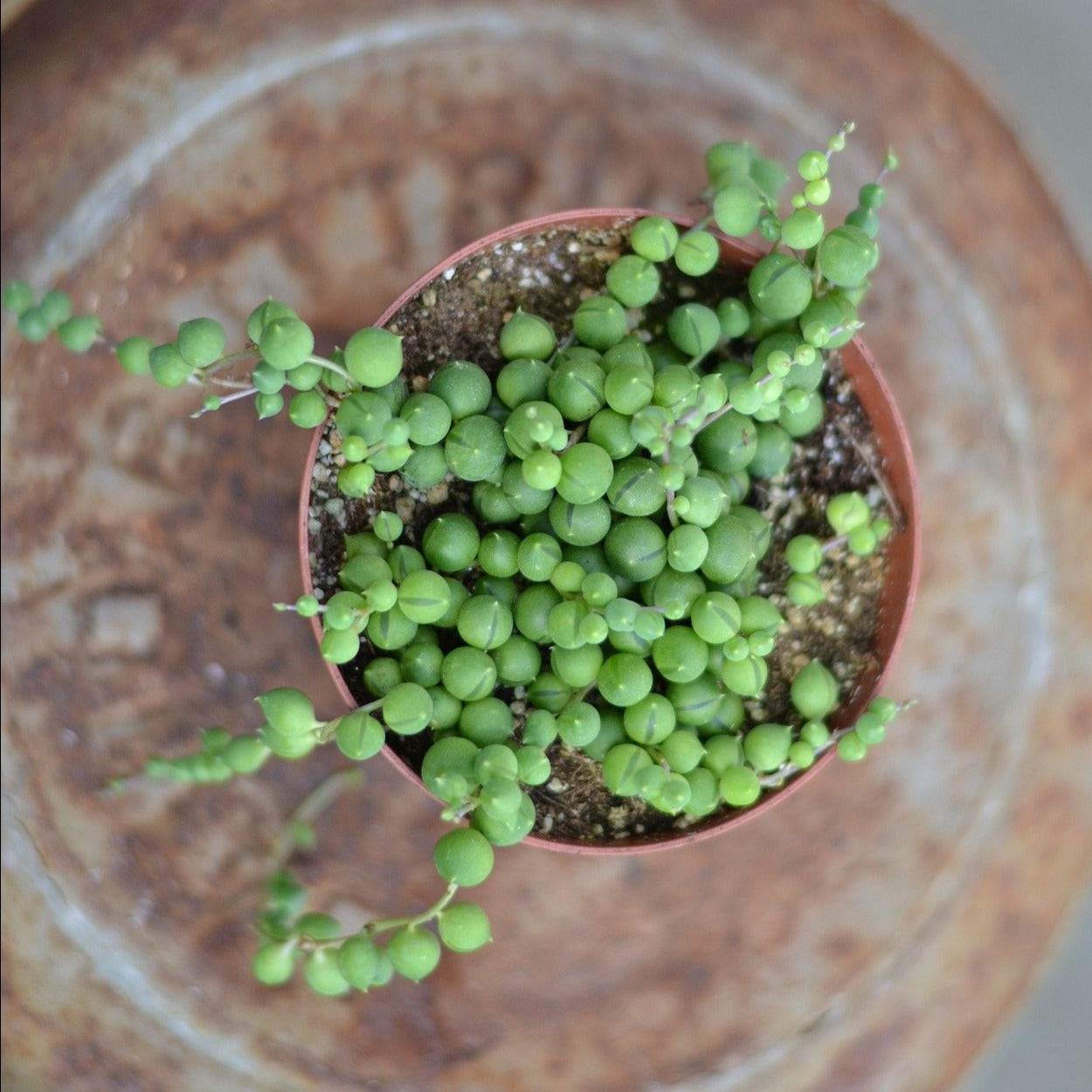 where to buy string of pearls succulent near me Senecio String of Pearls
